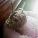 반려식탁 이미지