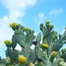 자연보검 이미지