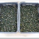 원북농장 이미지