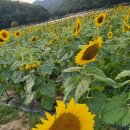 해바라기 애견 이미지