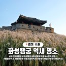 서문농장 | 경기도 수원화성 억새, 화서공원 방화수류정 억새 명소 탐방기