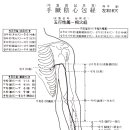 ● 장부명당경혈학(臟腑明堂經穴學) - 수궐음 심포경(手厥陰心包經) 이미지