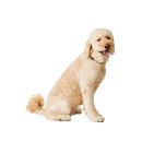 FAMILY DOG 이미지