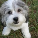 이루다 동물메디컬센터 이미지