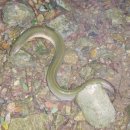 비장어 장어 이미지