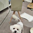 멜팅그루밍 이미지