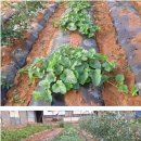 기용농장 이미지