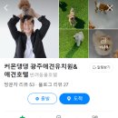 커몬댕댕 광주애견유치원&애견호텔 이미지