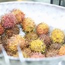 스시메이진 이미지