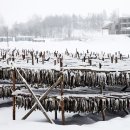 황태덕장 이미지