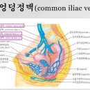 엉덩이 주변에 생기는 종기 제거, 골반내 장기질환에 좋은 걷기동작은? 이미지