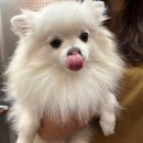 쉐이크테일 강아지 애견 유치원 호텔 미용 이미지