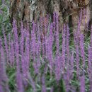 화북면사무소 화장실 이미지