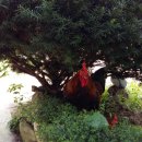 와동농장 이미지