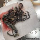 고양이에개 | 6살 고양이, 선형이물 장절개 수술 후기 #신발끈 #옷끈 #250만 #무마취CT
