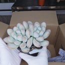 로맨스 다육 이미지