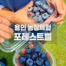 우람농장 | 블루베리만 따는 줄 알았는데🫐 용인 아이랑 포레스트벨 동물체험 후기