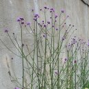 우체국길 이미지