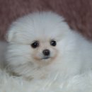 레인 켄넬 이미지