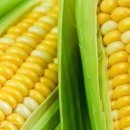 노란옥수수 이미지