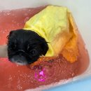 나에개, 반하냥 이미지