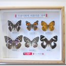 레스토리 이미지