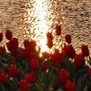 레드로즈 이미지