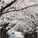 라제통문벚꽃길 이미지