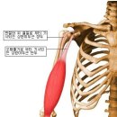 상완이두근장건 활탈(肱二頭筋長腱 滑脫) - 물리추나 외과학 이미지