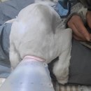 고양이 무마취 미용 냥털도둑 이미지