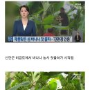 한국에서 본격적으로 시작된 바나나 농사.jpg 이미지