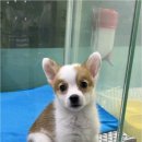 더독스 강아지분양 서울 네이버블로그