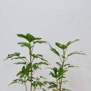 녹지농장 이미지