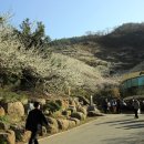 청매실농원 이미지