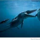 상어를 사냥 중인 틸로사우루스, ㅎㄷㄷㄷ 이미지