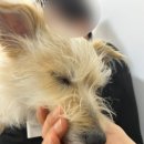 박물관옆동물병원 | < 대구 박물관옆동물병원 > 중형견 암컷 강아지 중성화 수술 💉