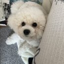 써니 | 비숑 털 관리 끝판왕! TS 써니 애견 트리트먼트 내돈내산 후기 (2026 최신)