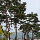 도동서원 | 대구 도동서원 은행나무 보고 온 후기 🌳