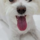 메이플 동물의료센터 이미지