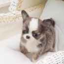 아담스펫강아지&가필드고양이 이미지