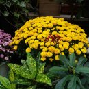 세인트폴리아 이미지