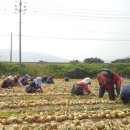 정돈농장 이미지