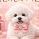 미유펫대구 강아지분양고양이분양(도그플러스동물병원) 이미지