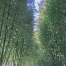 죽관메원 이미지