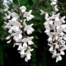 아카시아 이미지