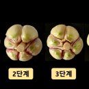 초록마늘