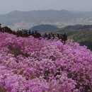 ﻿황홀한 진분홍빛 꽃길을 걷다, 강화 고려산 진달래 군락지﻿ 이미지