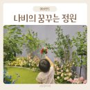 에버랜드 나비정원 아이와 나비 체험 후기 기간 시간 꿀팁