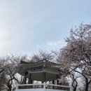 정자나무공원 | 인천 수봉공원 벚꽃 개화 상황 4월 3일 기준 아이와 가볼만한곳 주차 꿀팁 스카이데크 후기