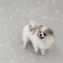 오구